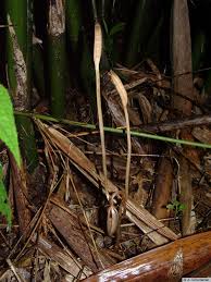 Image result for Didymoplexis