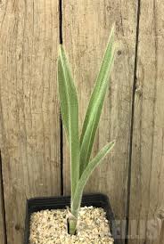 Image result for Hypoxis obtusa