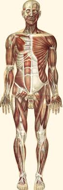 Almost every muscle constitutes one part of a pair of identical bilateral. Introduction To Skeletal Muscle Boundless Anatomy And Physiology