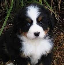 Bernese mountain dog puppy for sale near michigan, burr oak, usa. Yhjdfjh Bernese Mountain Dog Puppies For Sale Handmade Michigan