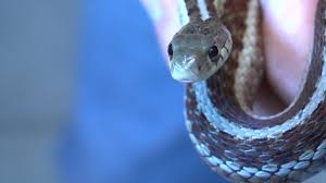 What not to feed them; Garter Snakes Have Teeth And Yes They Bite What To Know