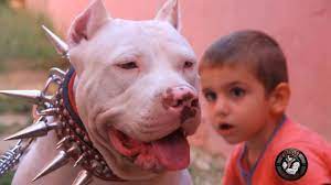 ofy pitbull turkiye grup sarkisi full hd youtube