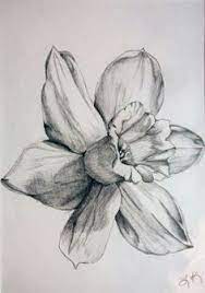 Check spelling or type a new query. December Birth Flower Botanicheskie Risunki Illyustracii Chernilami Narcissy