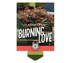 So well done, the line work, coloring and shading are fantastic! Leucothoe Keiskei Burning Love Touch Of Class Plants Modern Plants For Modern Gardens