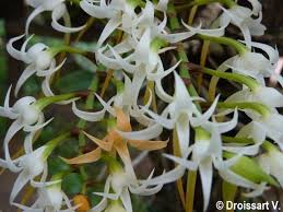 Image result for Cyrtorchis neglecta