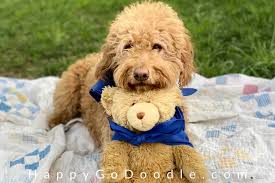 Labradoodle puppies for sale labradoodle breeders labradoodle. The Teddy Bear Goldendoodle 5 Things You May Not Know About Em Happy Go Doodle