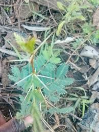 Image result for Acacia kirkii
