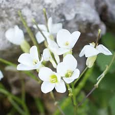 Image result for Arabis alpina