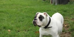 The american bulldog is a protective, strong and friendly companion, the perfect choice for a family american bulldog: American Bulldog Listenhunde Nothilfe