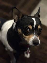 We did not find results for: 33 Fox Terrier Chihuahua Mix Ideas