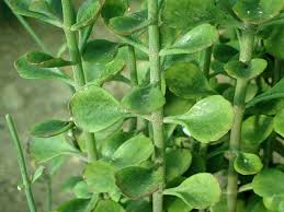 Image result for Kalanchoe rotundifolia