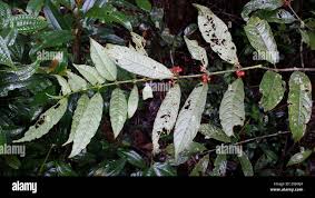 Image result for Pauridiantha paucinervis