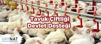 Tavuk Ciftligi Devlet Destegi 2019 Tavuk