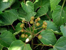 Image result for Vernicia