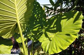 Image result for Alocasia odora