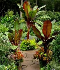 Winterizing your banana tree plant ensures it will keep your property looking lush and verdant when spring rolls around. Bananas In The Basement