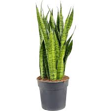 Image result for Sansevieria nilotica
