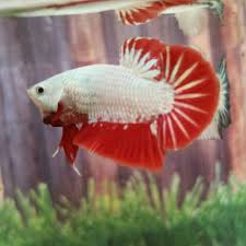 5:51 nussatic visz 20 392 просмотра. Ikan Cupang Red Dragon Snow Jantan Shopee Indonesia
