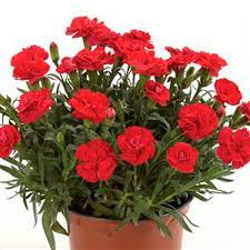 Dianthus Caryophyllus Flower Removal Best Flower Wallpaper