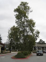 Image result for Casuarina