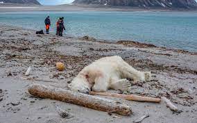 2 on une question : Arctique Un Ours Polaire Attaque Et Blesse Un Homme Il Est Abattu Epoch Times