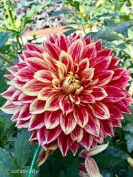 Pin By Sivaji Raju On Flowers Beautiful Flowers Flower Garden Trees To Plant