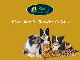 Zoey the australian shepherd blue merle puppy. Blue Merle Border Collies Puppies For Sale Rising Sun Farm Inc By Rising Farm Issuu