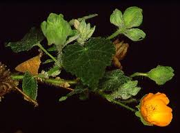 Image result for Hibiscus migeodii