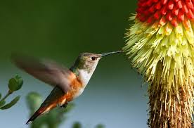 Check spelling or type a new query. For Rufous Hummingbirds Migration Looks Diff Eurekalert