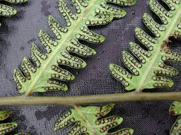 Image result for Amblovenatum