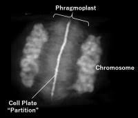 Maybe you would like to learn more about one of these? Actin Filaments Control The Shape Of The Cell Eurekalert