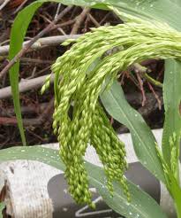 Image result for Panicum miliaceum