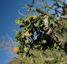 Image result for Boscia matabelensis