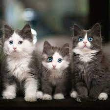 اعمار القطط بالصور صور قطط اليفة عزه و ثقه