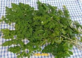I grow moringa stenopetala, also called the african moringa, and moringa oleifera. Moringa Seeds Drumstick Tree Tree Of Life Or The Miracles Tree Moringa