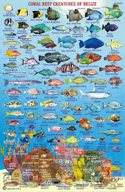 62 Described Coral Reef Fish Chart