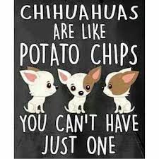 I Have 2 Teacup Chihuahua Chihuahua Funny Cute Chihuahua