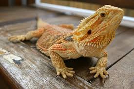 Free Download Bearded Dragon Wallpapers Backgrounds 2966x1984 For Your Desktop Mobile Tablet Explore 76 Bearded Dragon Wallpaper Funny Bearded Dragon Wallpapers Windows Dragon Wallpaper Don't crop watermark or repost without credit to. free download bearded dragon wallpapers