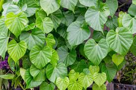 Image result for Tinospora