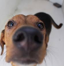 (near cary crossroads shopping area) pic hide this posting restore restore this posting. Puerto Rican Dogs Could Be Ready For Adoption As Soon As Next Week Spca Says
