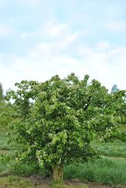 Image result for Cydonia