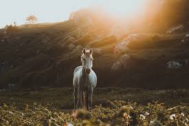 13 best horse wallpapers for iphone images horse wallpaper. Horse Wallpapers Free Hd Download 500 Hq Unsplash