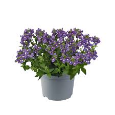 Image result for Nemesia fruticans