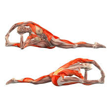 In india, this was the case for traditional yoga postures found in ancient.dulong de rosnay afford the subscription to a particular journal or online. 204 Best Yoga Poses Benefits Plus Muscles Being Worked Images On Pinterest Yoga Anatomy Stretching And Yoga Poses