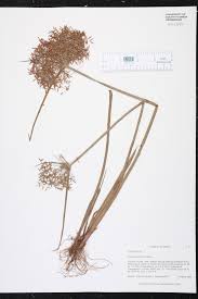 Image result for Cyperus sp. (ex Mariscus sp.no.1)