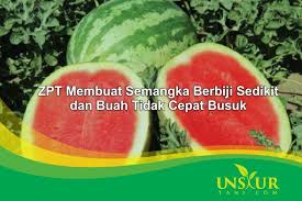 Salah satu obat dbd alami yang cukup populer adalah buah jambu biji merah. Zpt Ini Membuat Semangka Berbiji Sedikit Dan Buah Tidak Cepat Busuk Unsurtani Com