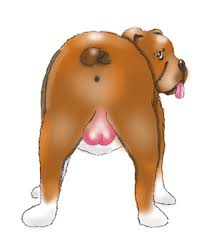 Chemische kastration beim labrador rüden: Kastration Hot Or Not Dog Study Hundeschule