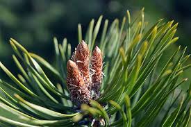 The Best Pine Fir And Spruce Identification Guide Gardener S Path