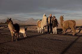 Buy a strong camel if you are going to use it for traveling long distances. 3 Week Chile Roundtrip A Wonderful Trip That Shows You All