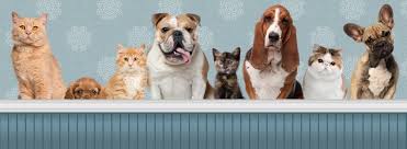 East lake pet orphanage and east lake veterinary hospital may be able to help you find out. East Lake Veterinary Hospital Home Facebook